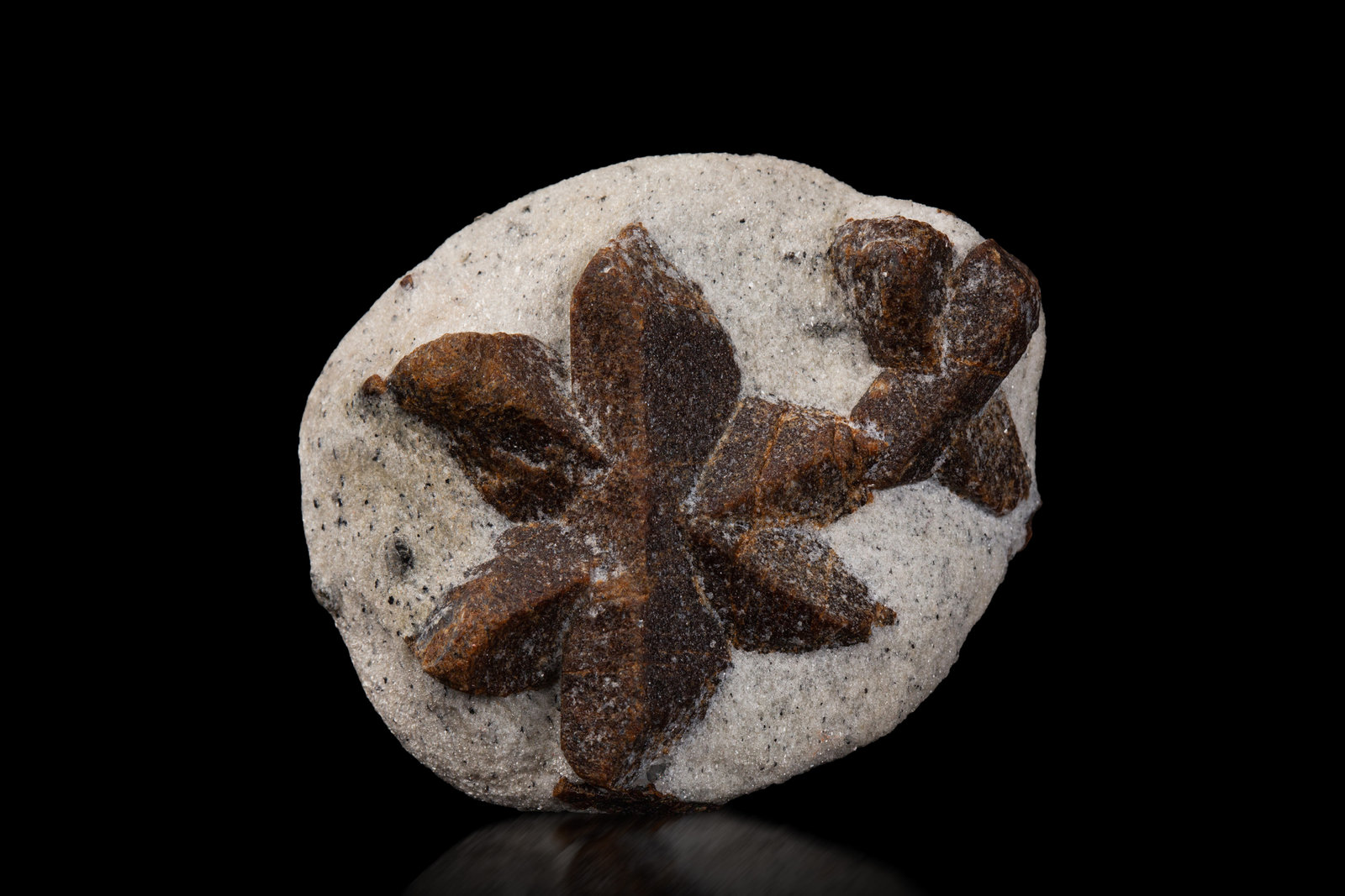 Estaurolita [Staurolite]
5.5 x 4.5 x 2 cm / cristal principal: 3.9 cm
(Autor: Museo MIM)