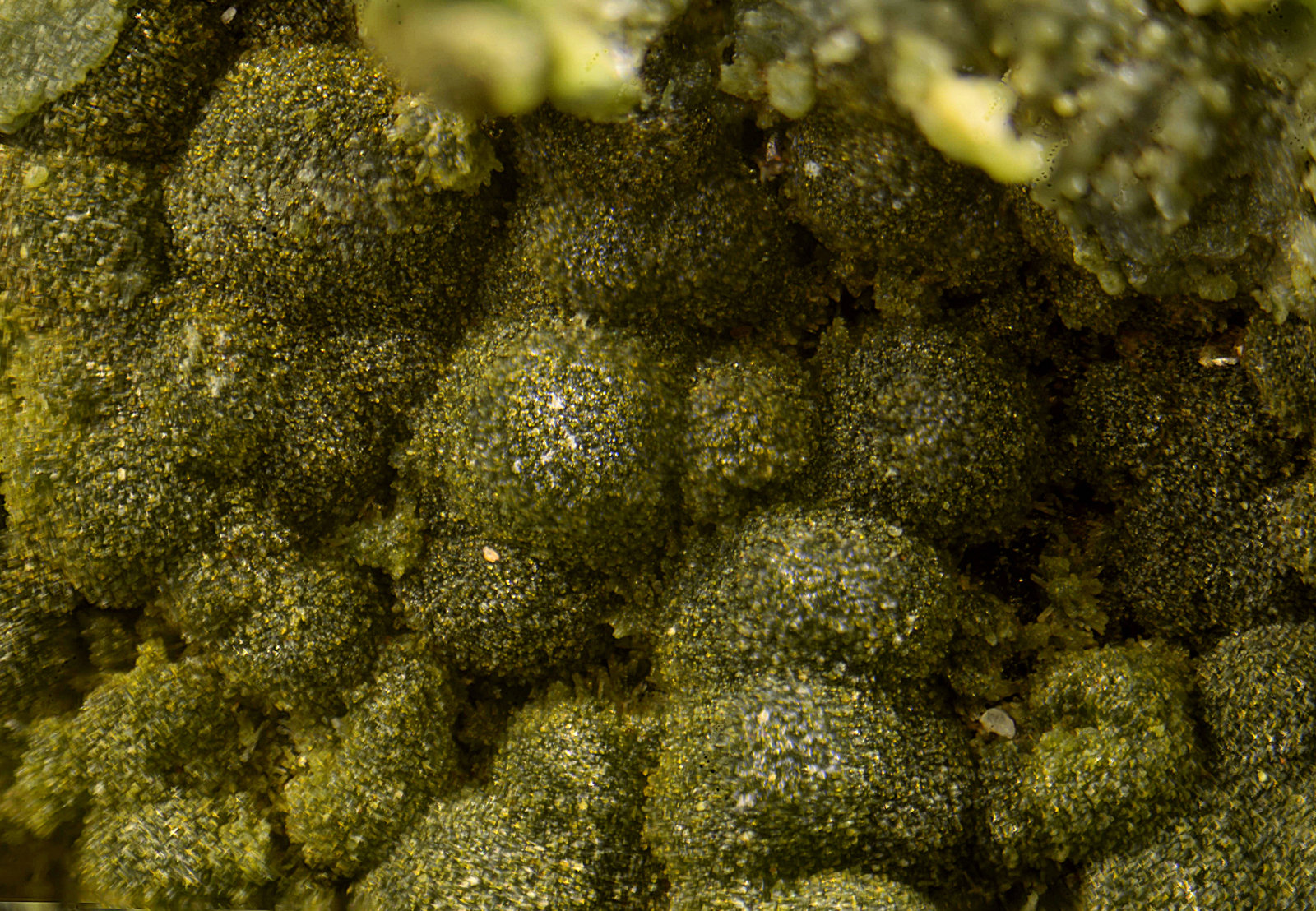 Olivenita
Campo de visión de 2 mm.
(Autor: Antonio Carmona)