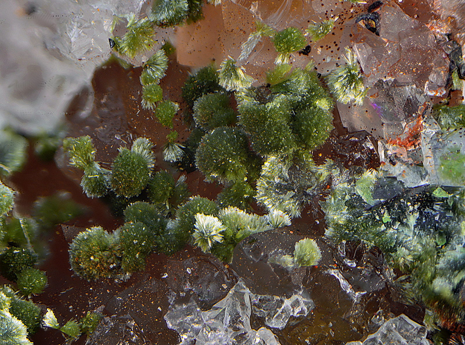 Olivenita
Campo de visión de 2 mm.
(Autor: Antonio Carmona)