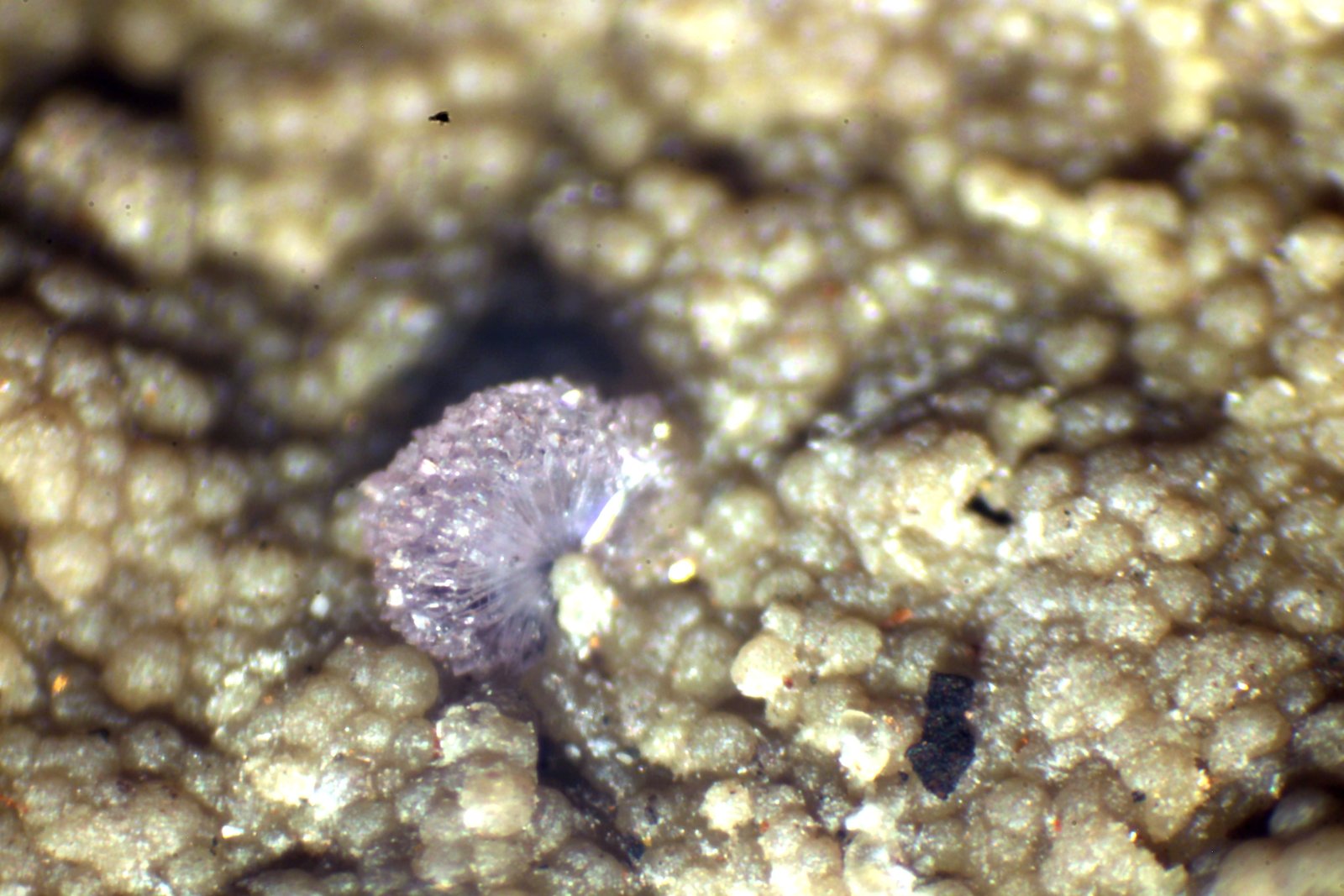 Strengita
< 1 mm
(Autor: José Luis Zamora)