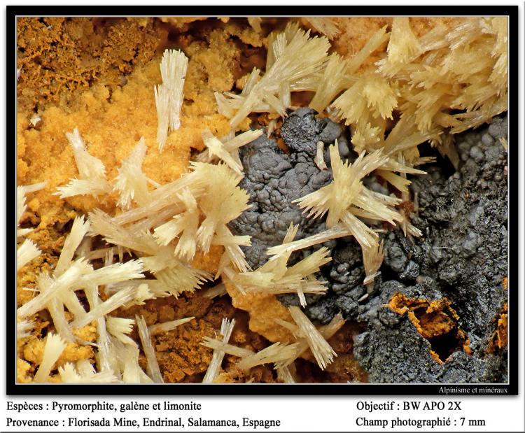Piromorfita
7 mm. ancho de campo
(Autor: canada)