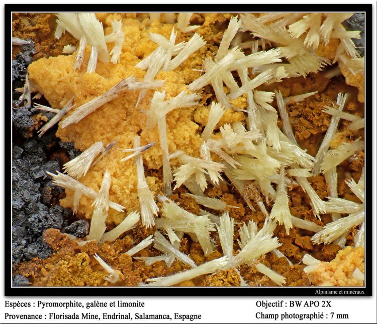 Piromorfita
7 mm. ancho de campo
(Autor: canada)