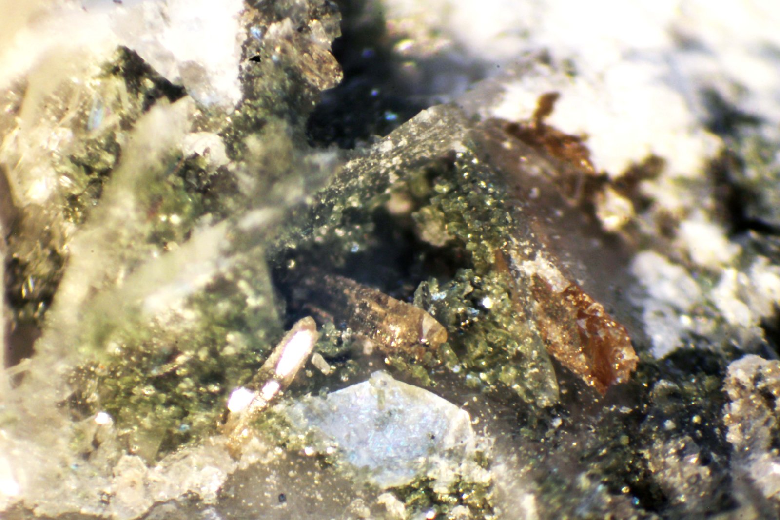 Synchisita
< 1 mm
(Autor: José Luis Zamora)