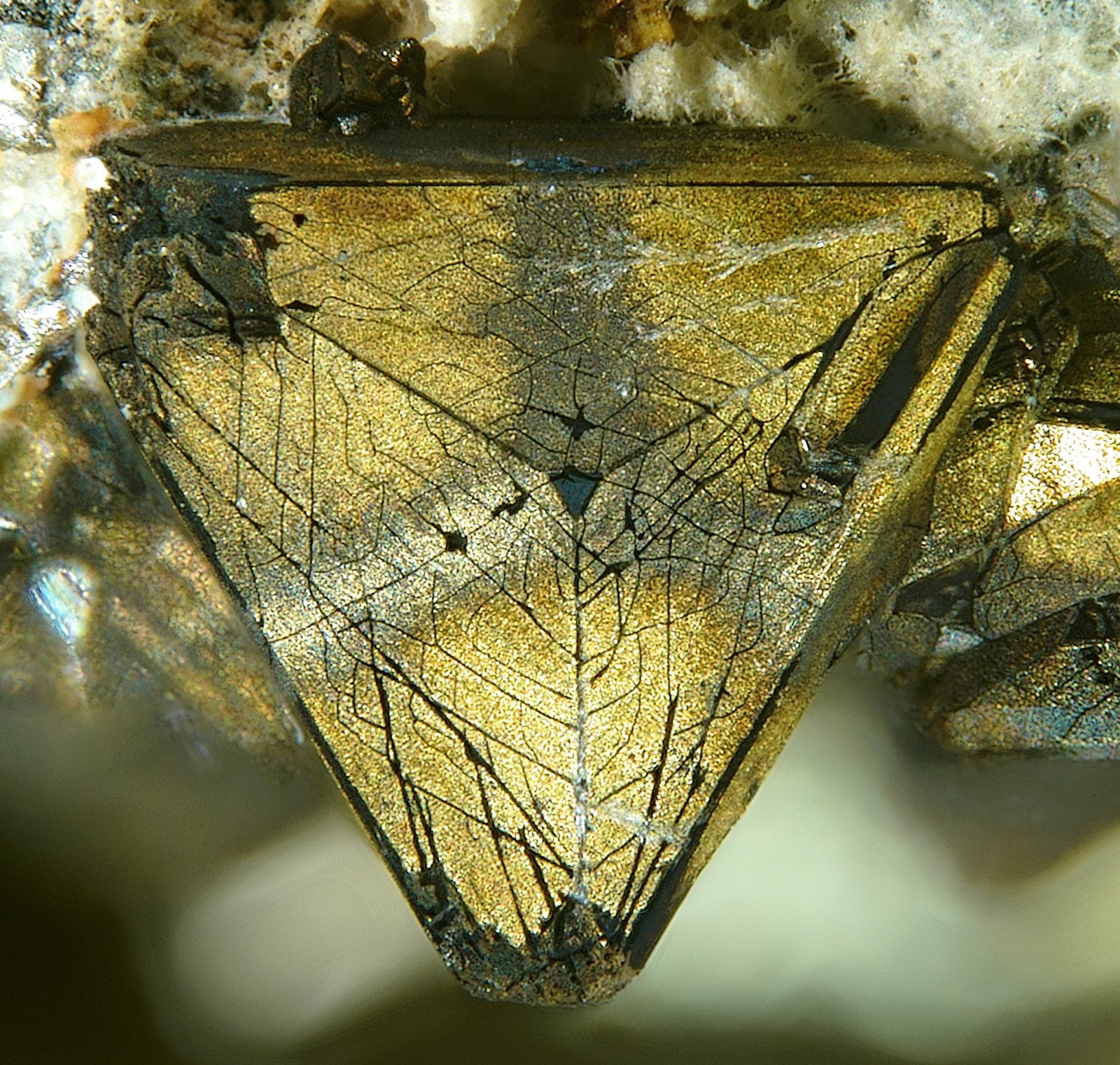 Tetrahedrita con Calcopirita perimórfica
1.3mm
(Autor: yowanni)