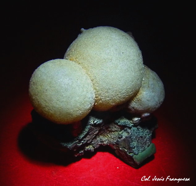 Thomsonita.
70x60 mm.
(Autor: Jesus Franquesa Baucells)