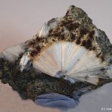 Escolecita
5 x 4 cm
(Autor: Joan Niella)