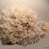 Escolecita
11 x 7 cm
(Autor: Joan Niella)