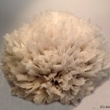 Escolecita
10 x 8 cm
(Autor: Joan Niella)
