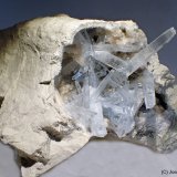 Celestina
9 x 6 cm
(Autor: Joan Niella)