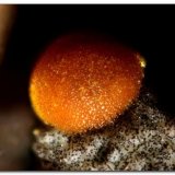 Cacoxenita.
Grupo de 0,5 mm.
(Autor: Rafa Muñoz(mineralvarado))