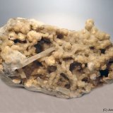 Celestina
5 x 6 cm
(Autor: Joan Niella)