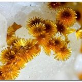 Cacoxenita
Encuadre 4 mm.
(Autor: Rafa Muñoz(mineralvarado))