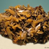 Wulfenita
45 x 30 mm
(Autor: Joan Niella)