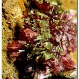 Eritrina y conicalcita
Grupo de cristales de 3 mm.
(Autor: Rafa Muñoz(mineralvarado))