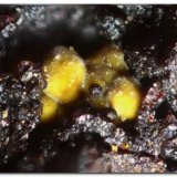 Cobaltarthurita
Grupo 1 mm.
(Autor: Rafa Muñoz(mineralvarado))