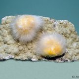 Okenita
6 x 3 cm
(Autor: Joan Niella)