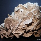 Yeso
9 x 7 cm
(Autor: Joan Niella)