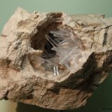 Celestina
7 x 6 cm
(Autor: Joan Niella)
