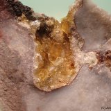 Celestina
4 x 3 cm
(Autor: Joan Niella)