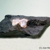 Mesolita
55 x 20 mm
(Autor: Joan Niella)