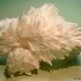 Mesolita
80x50 mm
(Autor: Joan Niella)