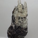 Celestina
60 x 25 mm
(Autor: Joan Niella)
