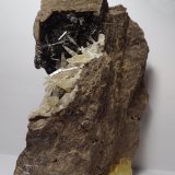 Celestina
13 x 4 cm
(Autor: Joan Niella)