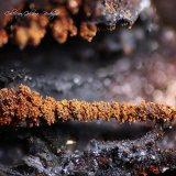Lepidocrocita
Encuadre 8 x 6 mm
(Autor: Rafael Galiana)