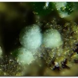 Barahonaíta-(Al)
Esfera mayor 0.15 mm.
(Autor: Rafa Muñoz(mineralvarado))