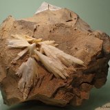 Celestina
10 x 9 cm
(Autor: Joan Niella)
