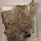 Yeso
5 x 6 cm
(Autor: Joan Niella)