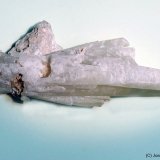 Celestina
115x45 mm
(Autor: Joan Niella)