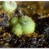 Barahonaita-(Fe
Grupo central de 0,4 mm.
(Autor: Rafa Muñoz(mineralvarado))