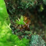 Cuprosklodowskita
Encuadre de la fotografía 10 mm.
(Autor: Rafael Galiana)