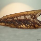 Yeso
95 x 35 mm
(Autor: Joan Niella)