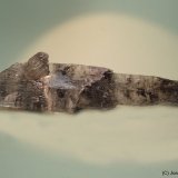 Yeso
145 x 40 mm
(Autor: Joan Niella)