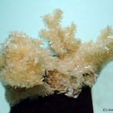 Yeso
75x45 mm
(Autor: Joan Niella)