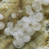 Melanophlogita
Encuadre de la fotografía 11 mm.
(Autor: Rafael Galiana)