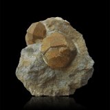 Pseudoleucita: mezcla de ortoclasa y nefelina, seudomórfica según leucita.
82 x 77 x 58 mm.
(Autor: Rafael Galiana)