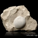 Ópalo (variedad menilito)
80 x 57 x 36 mm
(Autor: Rafael Galiana)
