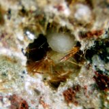 Yuanfuliita
Encuadre de la fotografía 3 mm.
(Autor: Rafael Galiana)