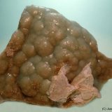 Plumbogummita
85x70 mm
(Autor: Joan Niella)