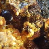 Cacoxenita
Encuadre 4 x 3,2 mm
(Autor: Rafael Galiana)