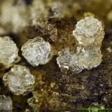 Clinoptilolita
encuadre 4mm
(Autor: Joan Niella)