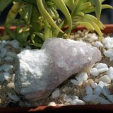 Cuarzo (variedad amatista)
(Autor: Juan C. Agua)