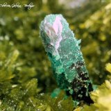 Calcopirita
Tamaño cristal 10 x 3 mm.
(Autor: Rafael Galiana)