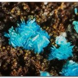Lavendulana
Ancho 5 mm
(Autor: Rafa Muñoz(mineralvarado))