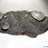 Calcita
125 x 55 mm
(Autor: Joan Niella)