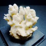 Yeso
4 x 4 cm.
(Autor: javier ruiz martin)