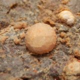 Harmotoma y Phillipsita-Ca
Encuadre de la fotografía 10 mm.
(Autor: Rafael Galiana)